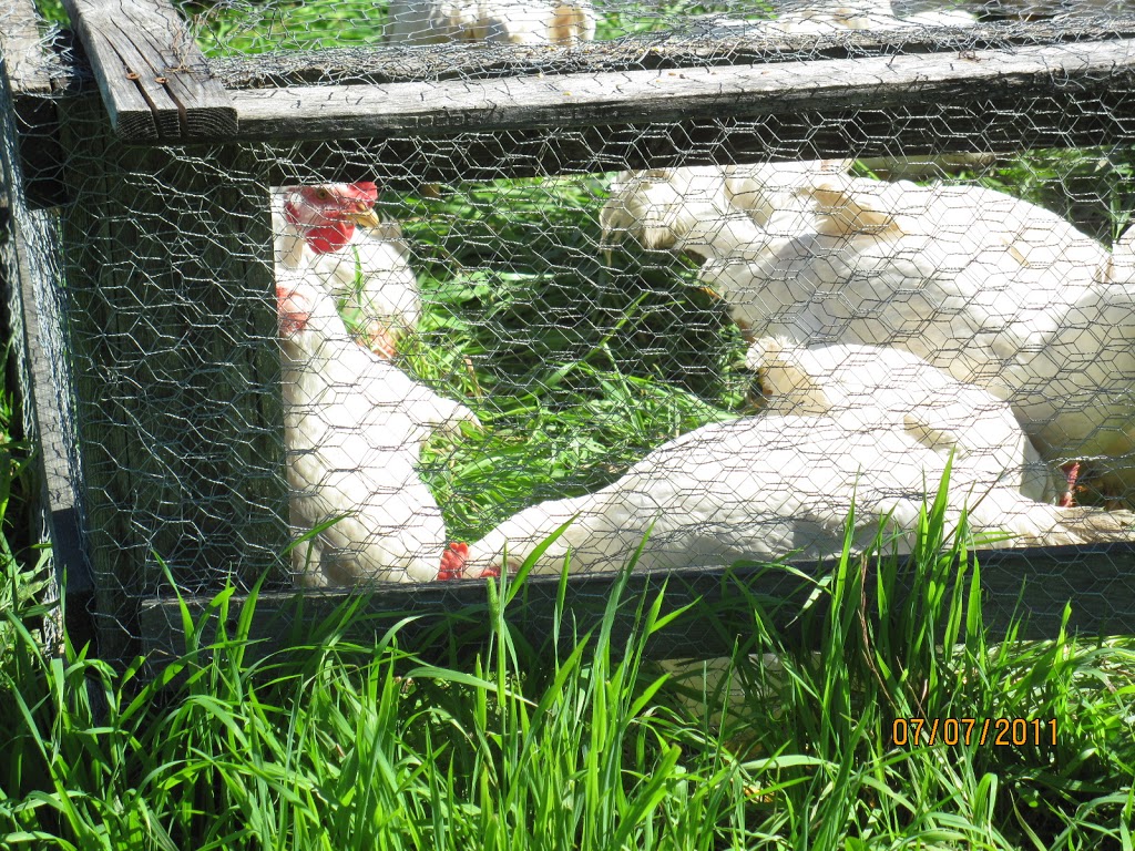 Ferme Picardier | 27 QC-323, Brébeuf, QC J0T 1B0, Canada | Phone: (819) 425-8922