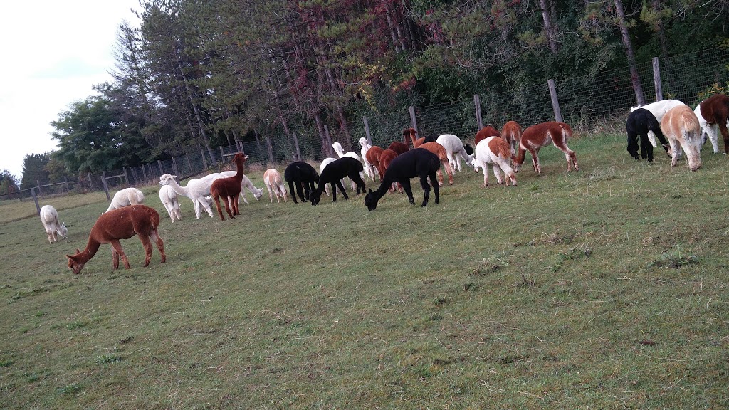 Salem Alpacas | 363 Salem Rd, Manilla, ON K0M 2J0, Canada | Phone: (705) 786-2023