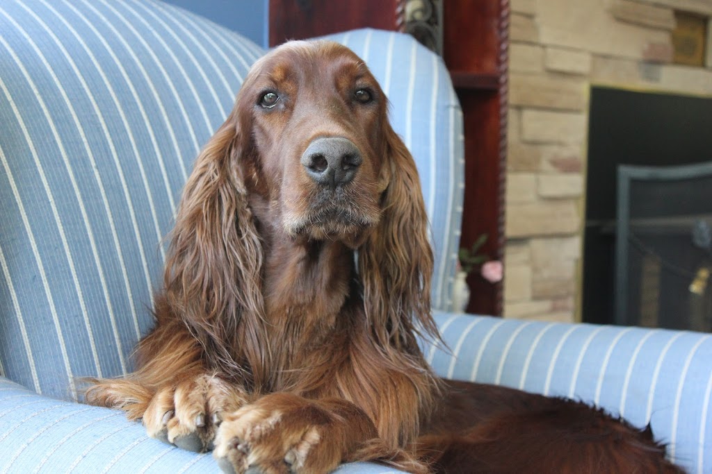 Mythen Irish Setters | 51 Pond Dr, Middleton, NS B0S 1P0, Canada | Phone: (902) 825-6740