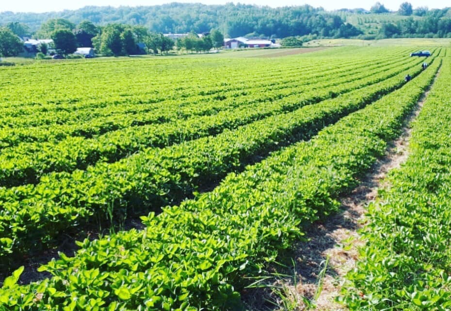 W.E.E. Pick U Pick Strawberries | 1243 Pereau Rd, Canning, NS B0P 1H0, Canada | Phone: (902) 679-9621