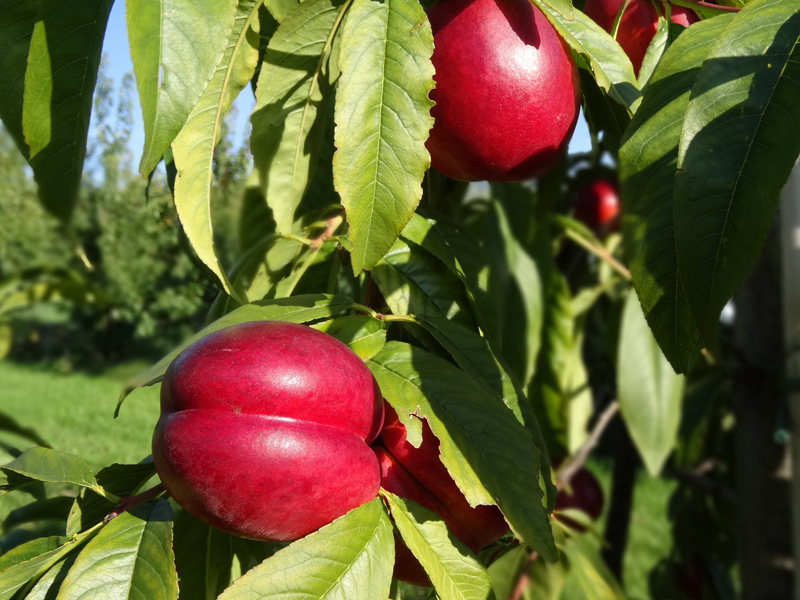 Recolte Sauvage (sur rendez-vous seulement) | 1339 Chem. de Lanaudière, Saint-Didace, QC J0K 2G0, Canada | Phone: (514) 882-3306