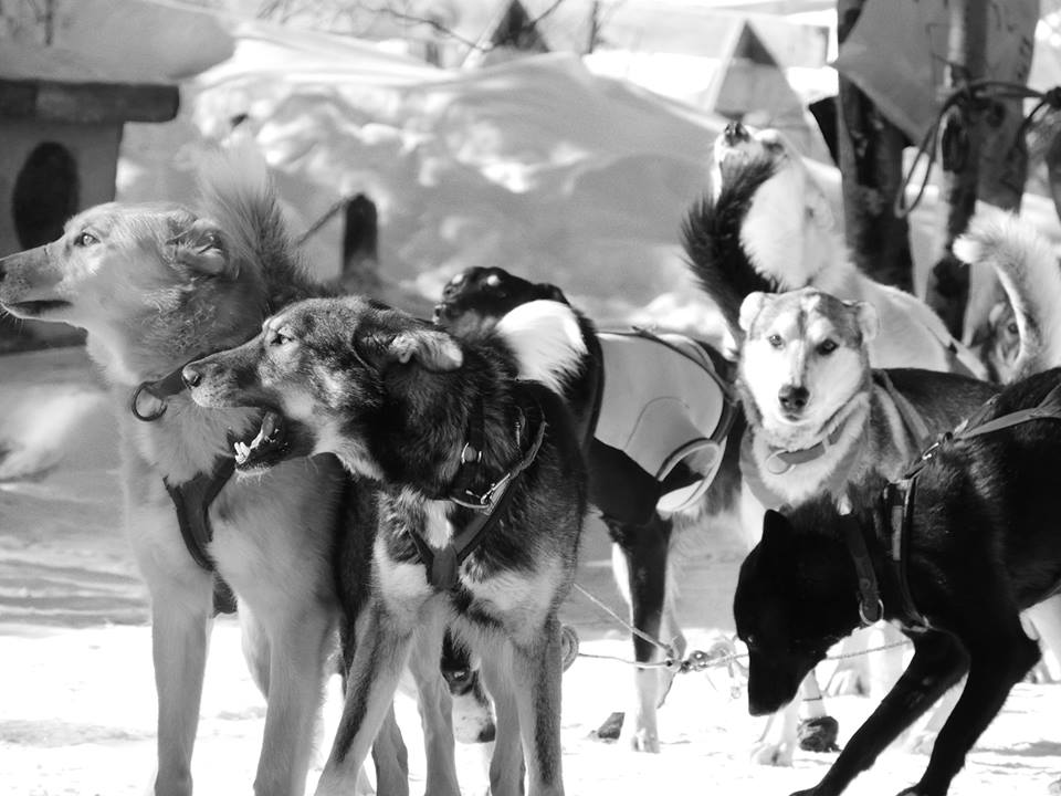 Kingmik Dog Sled Tours | 16430 Hwy 1A, Lake Louise, AB T0L 1E0, Canada | Phone: (855) 482-4592
