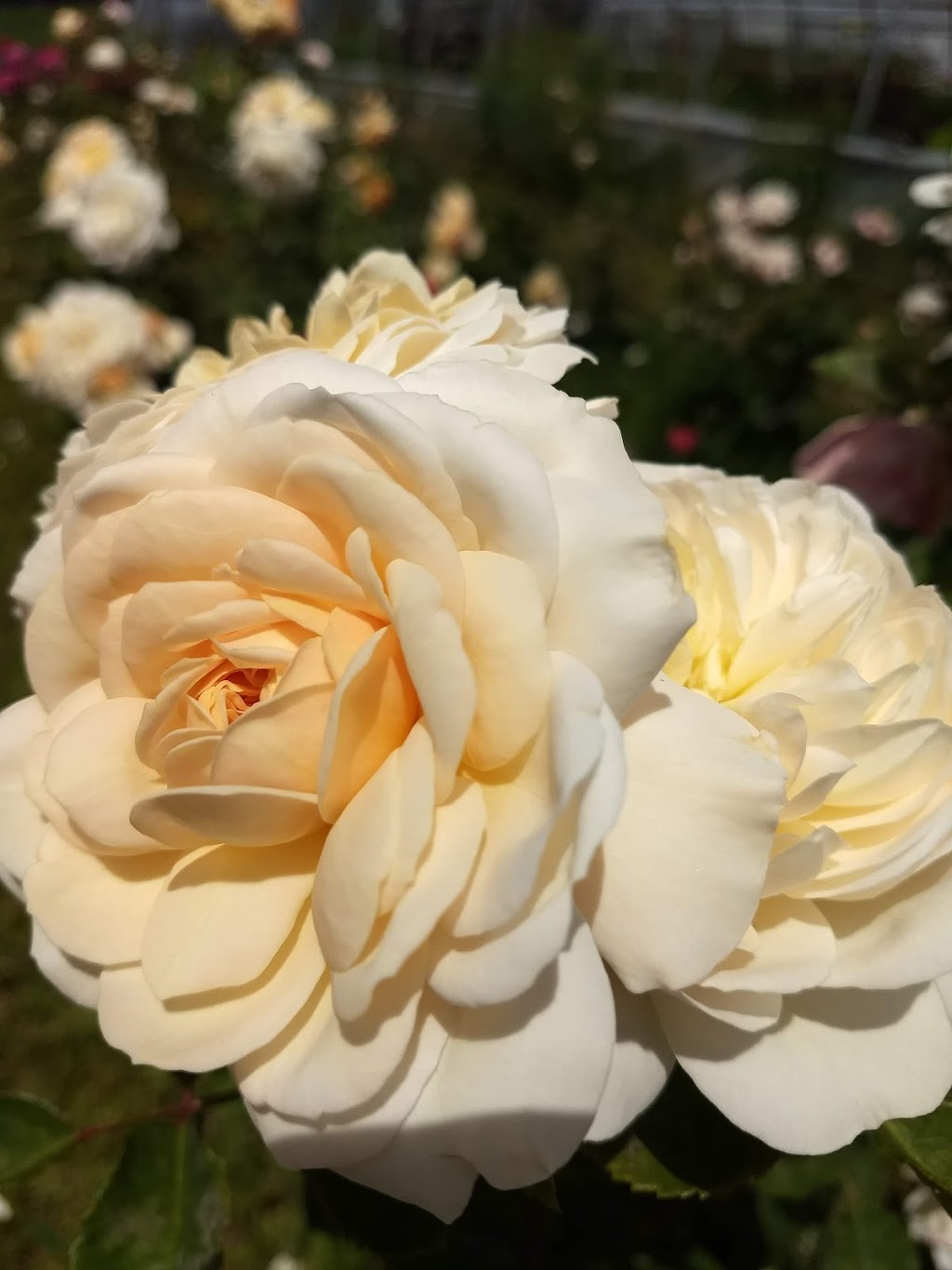 Johns Flower Shop & Garden Centre | 13 Finn Rd, McKerrow, ON P0P 1M0, Canada | Phone: (705) 869-2649
