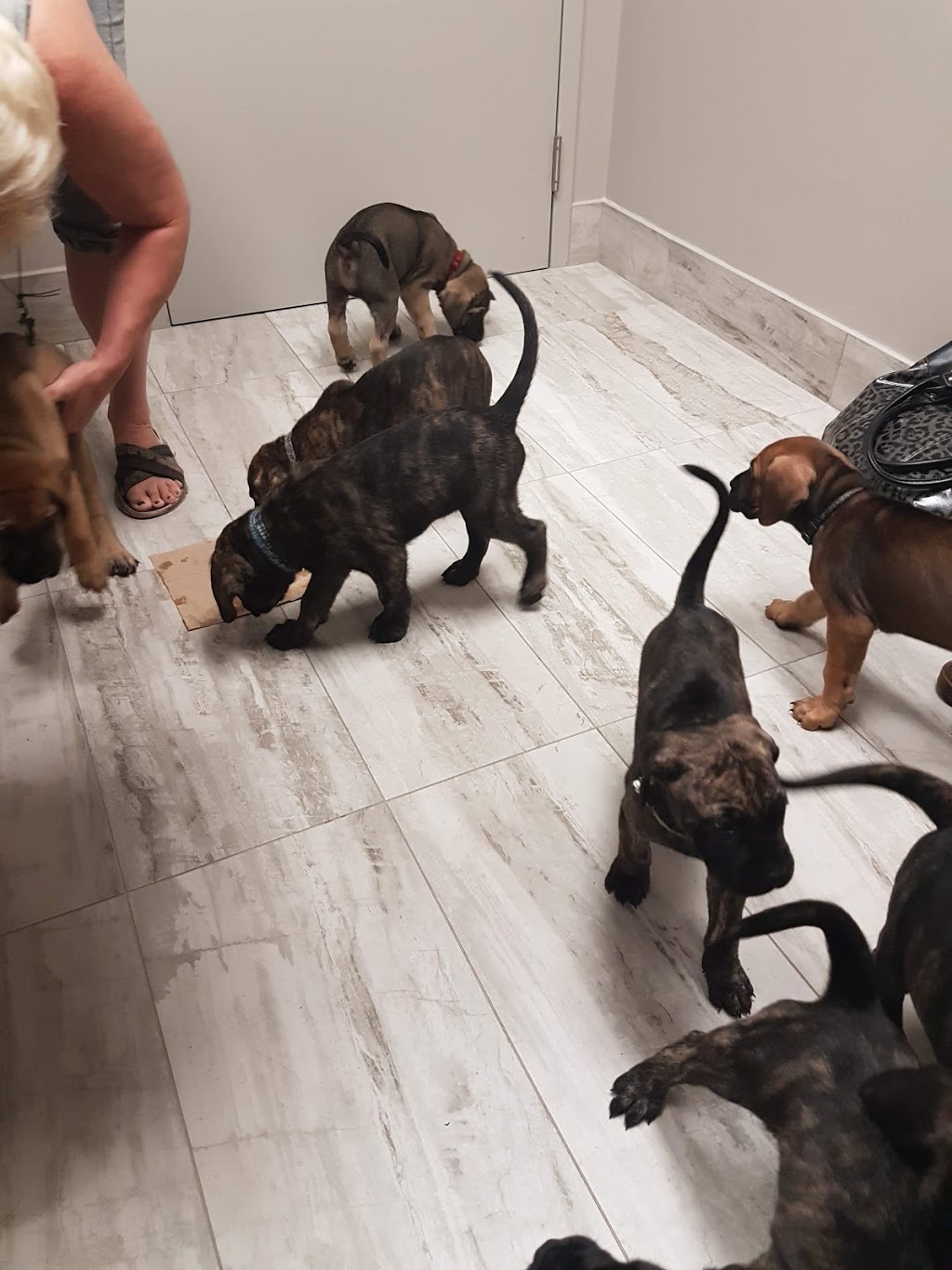 East Mountain Animal Hospital | 1175 Stone Church Rd E, Hamilton, ON L8W 2C6, Canada | Phone: (905) 389-0707