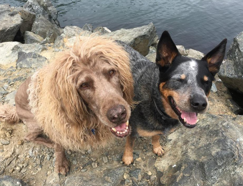 Four Paws Pet Grocery & Boutique - Pet Food and Supplies Sidney  | 305-9810 Seventh St, Sidney, BC V8L 4W6, Canada | Phone: (250) 656-5553
