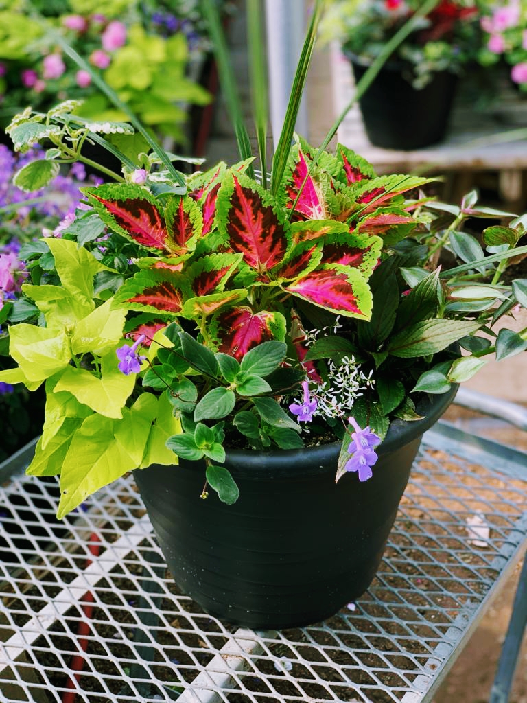 Arnolds Greenhouses | 9774 Winston Churchill Blvd, Norval, ON L0P 1K0, Canada | Phone: (905) 455-8382