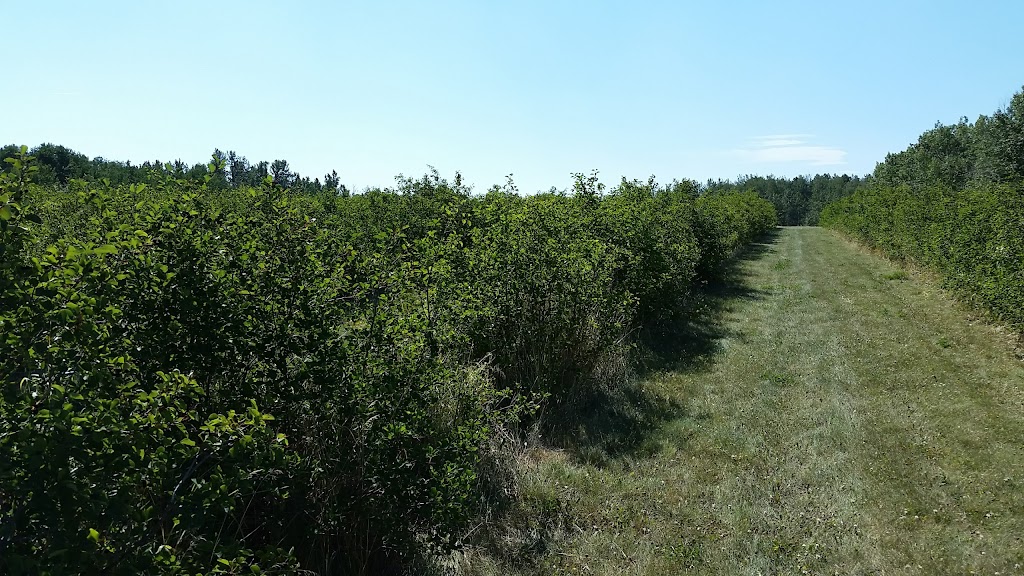 The Saskaberry Ranch | Township Rd 324, Alberta T0M 1X0, Canada | Phone: (403) 507-8994