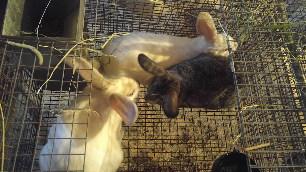 Mallain lapin | 1415 2e Rang S, Weedon, QC J0B 3J0, Canada | Phone: (819) 452-3041