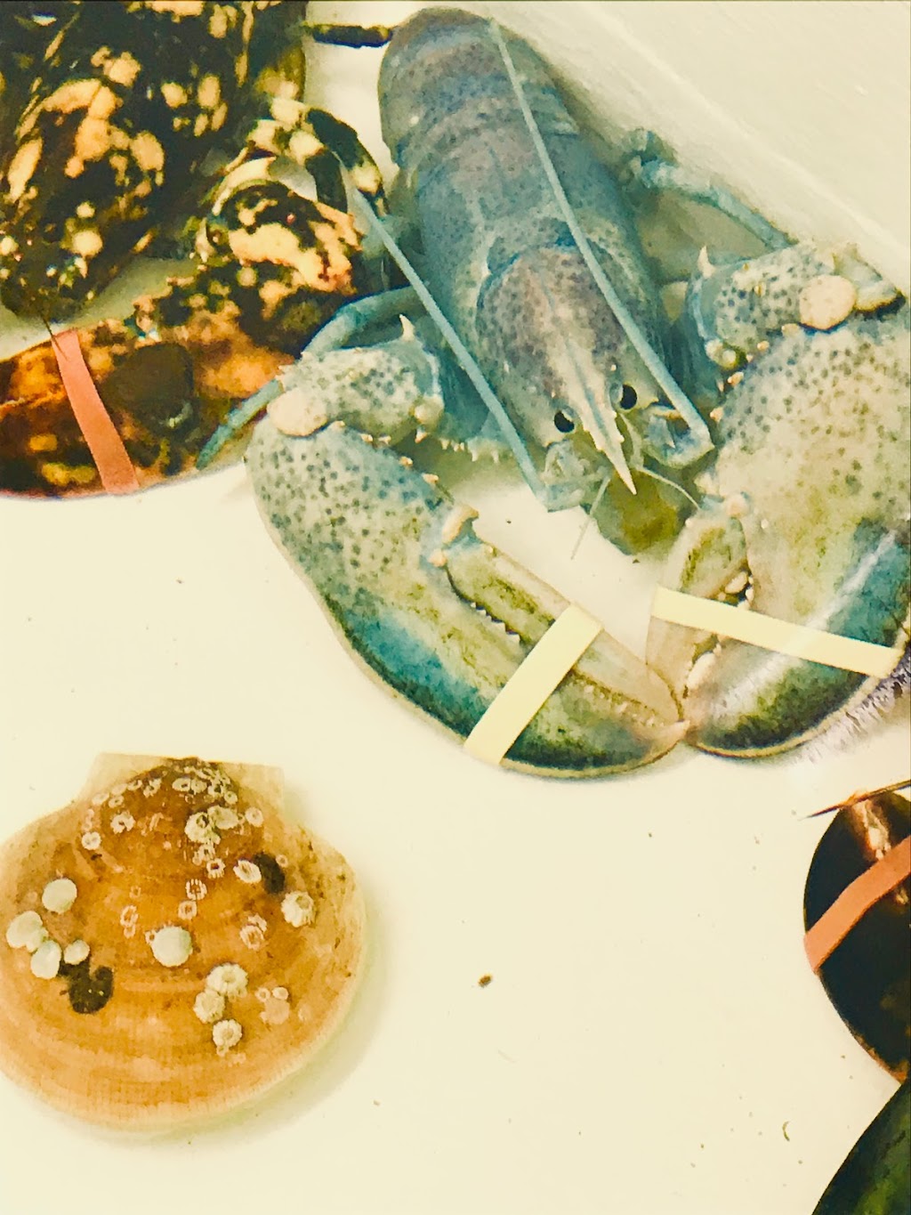 Nautical Seafoods Ltd | 4336 Shore Rd, Annapolis Royal, NS B0S 1A0, Canada | Phone: (902) 532-2212