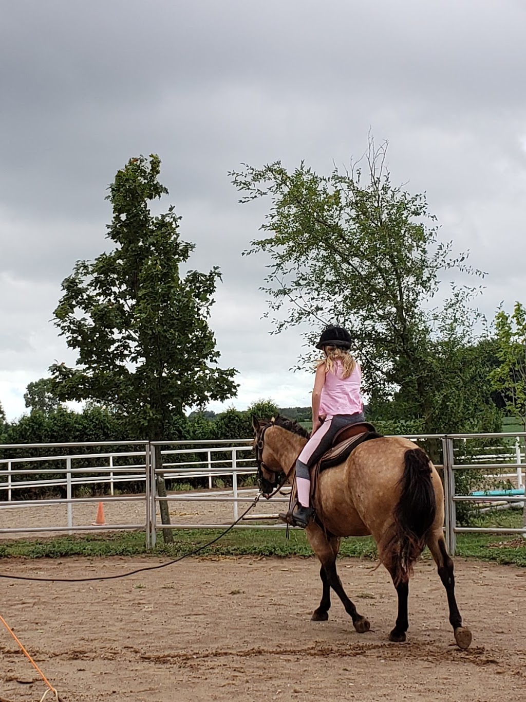 Sarah Parks Horsemanship | 7150 Essex County Rd 20, Amherstburg, ON N9V 0C8, Canada | Phone: (519) 984-4247