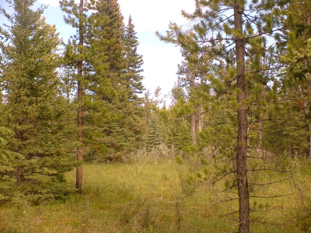 Cartier Creek Campground | Clearwater County, AB T0M, Canada | Phone: (403) 637-2198
