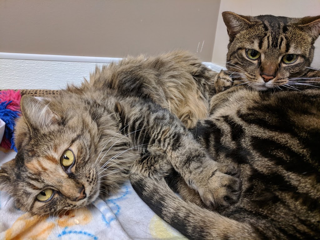 Langley Animal Protection Society | 26220 56 Ave, Langley City, BC V4W 1J7, Canada | Phone: (604) 857-5055