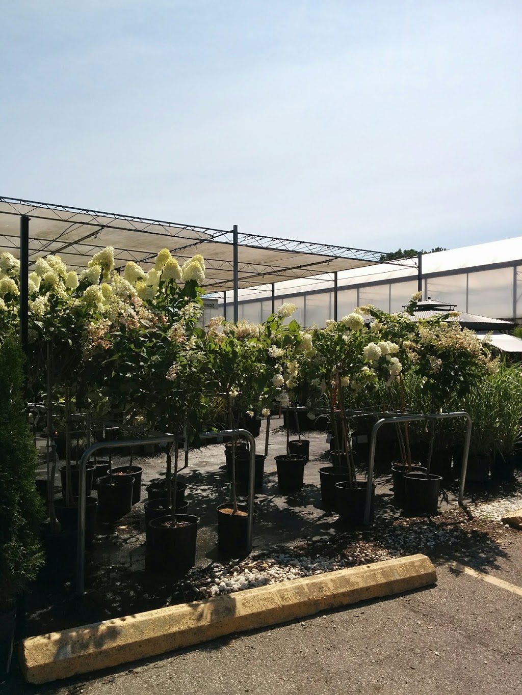Ryerses Flowers | 777 Norfolk St N, Simcoe, ON N3Y 3R6, Canada | Phone: (519) 426-0711