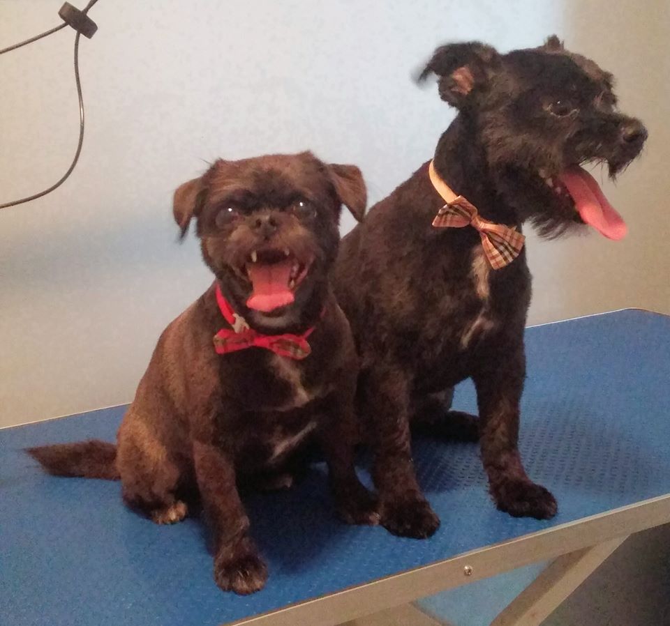 Stephs Dog Grooming | 67 Woodstock St S, Tavistock, ON N0B 2R0, Canada | Phone: (226) 749-0879