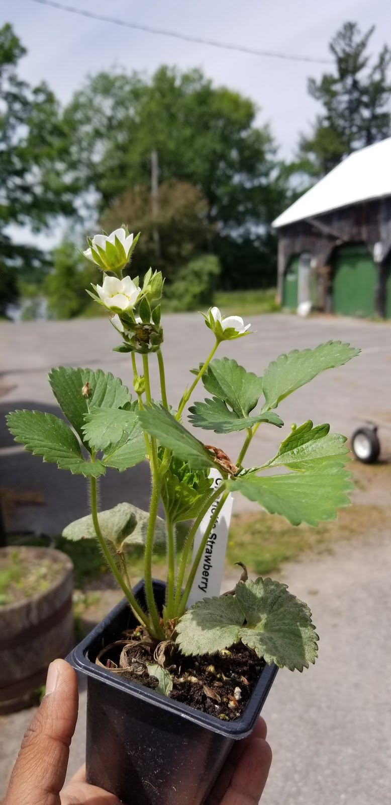 Gaia Organics Plant Center | 399 River Rd, Ottawa, ON K1V 1C9, Canada | Phone: (613) 219-8463