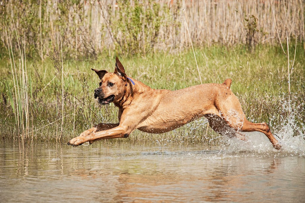 Duo Dog Training | 98 William St #208, Mississauga, ON L5M 1J5, Canada | Phone: (647) 219-5634