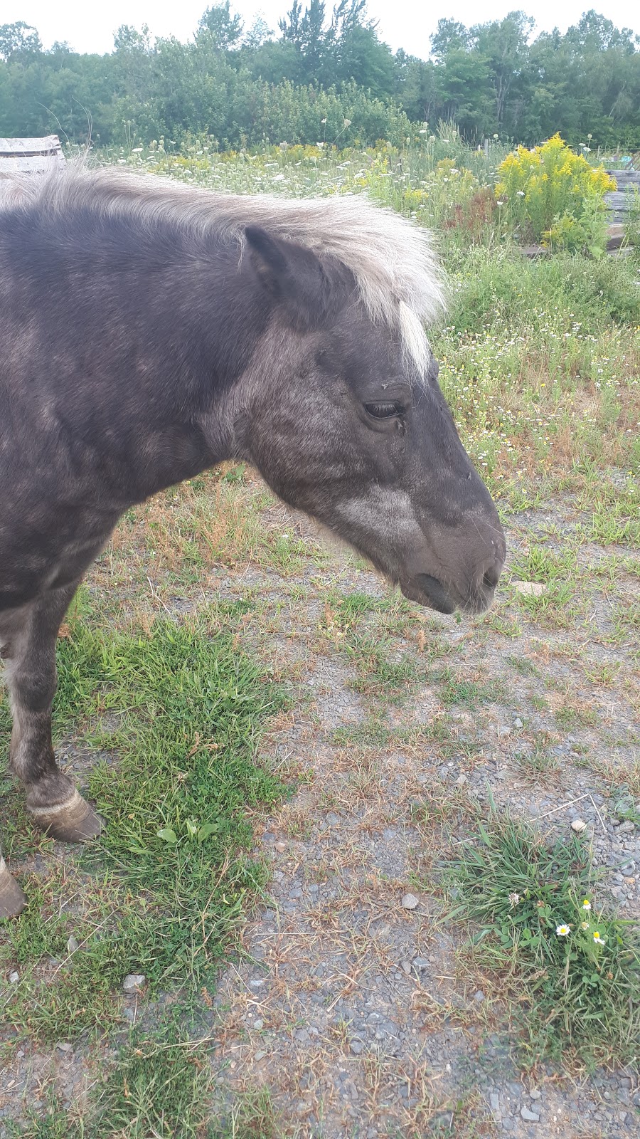 Crosby Stables | 996 Falmouth Back Rd, Falmouth, NS B0P 1L0, Canada | Phone: (902) 790-2458