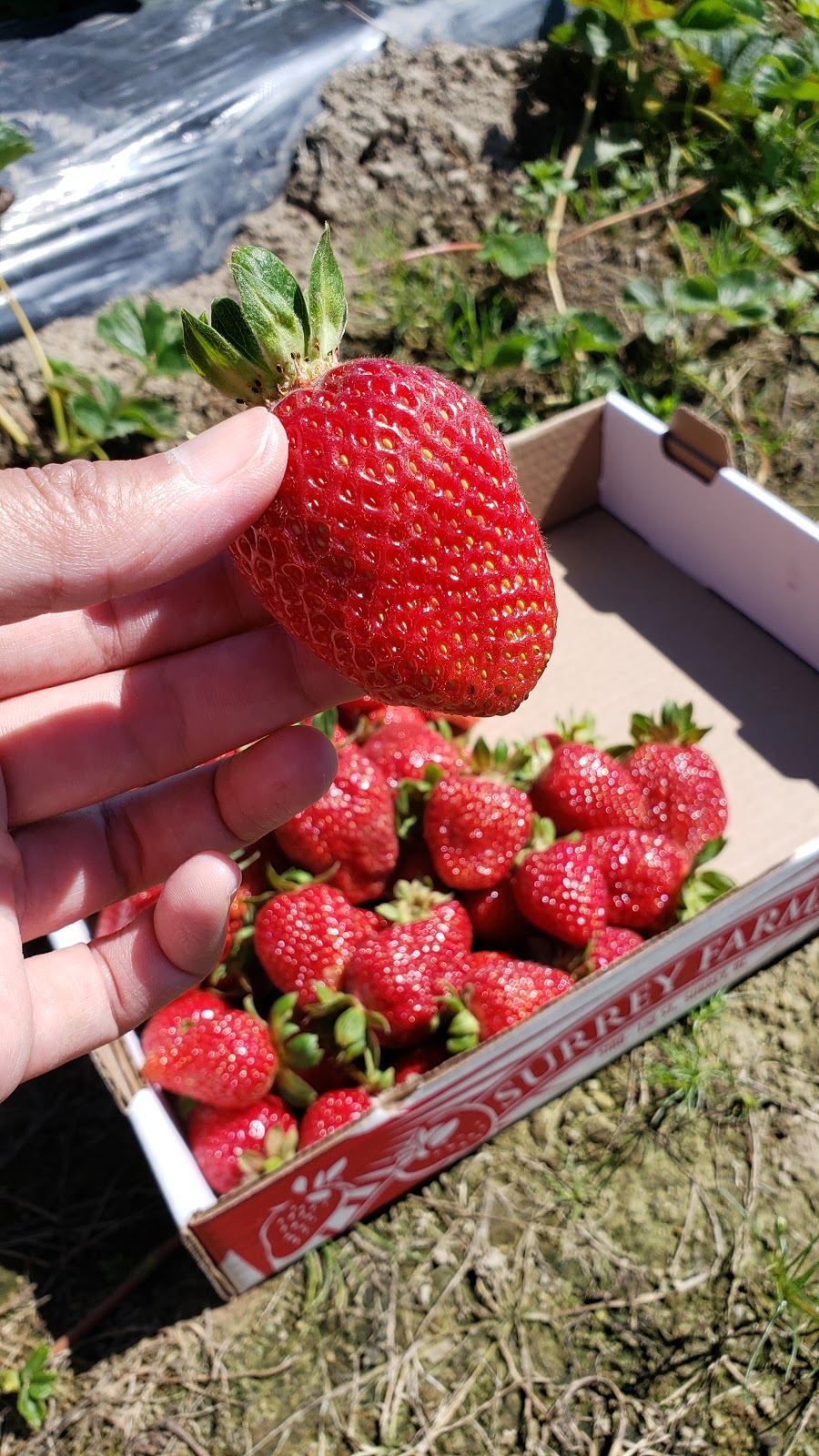 Surrey Farms | 4981 King George Blvd, Surrey, BC V3S 0L2, Canada | Phone: (604) 574-1390