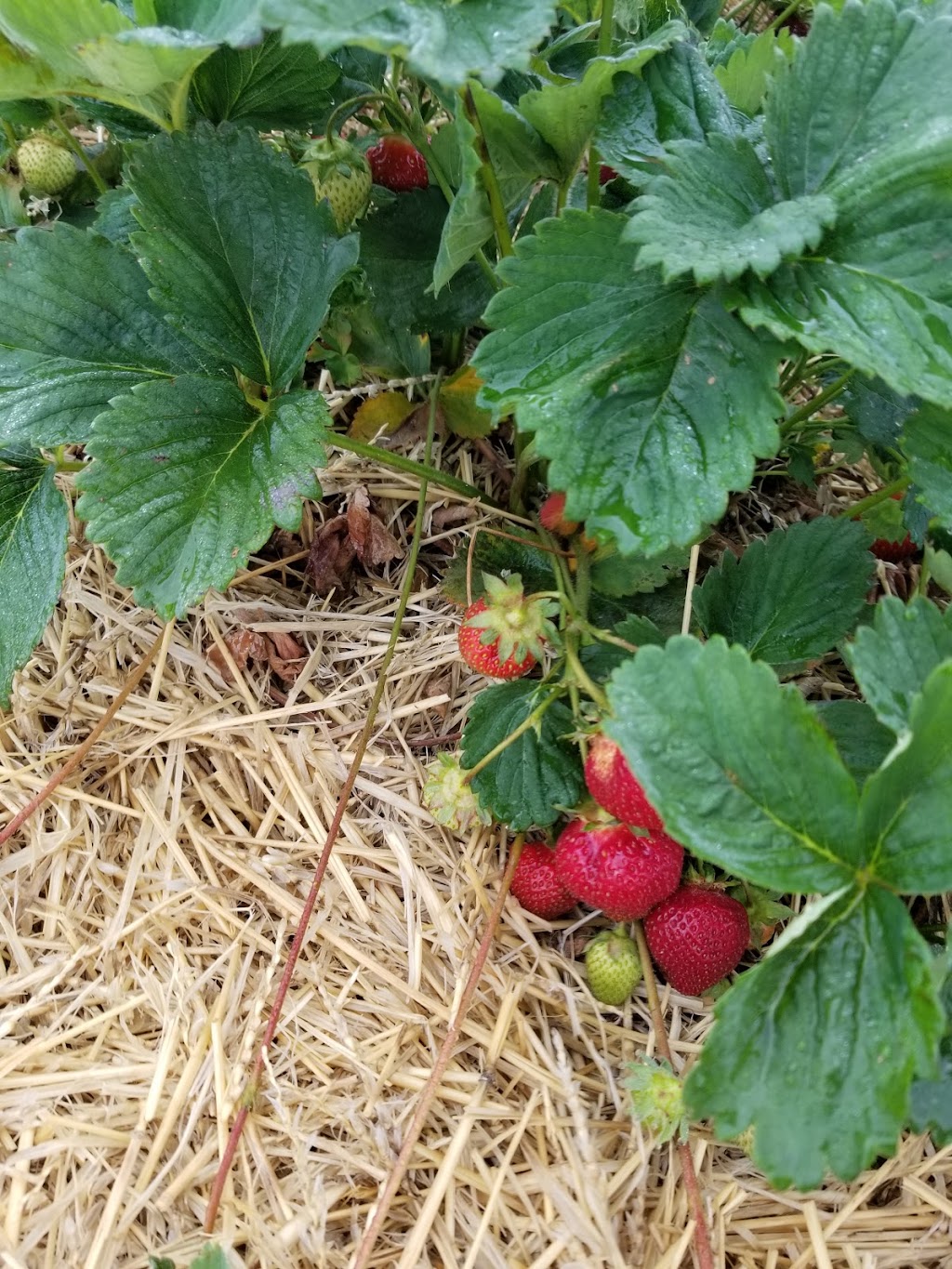 Van Dorp Strawberries | 3786 Northumberland County Rd 28, Port Hope, ON L1A 3V6, Canada | Phone: (905) 373-3191