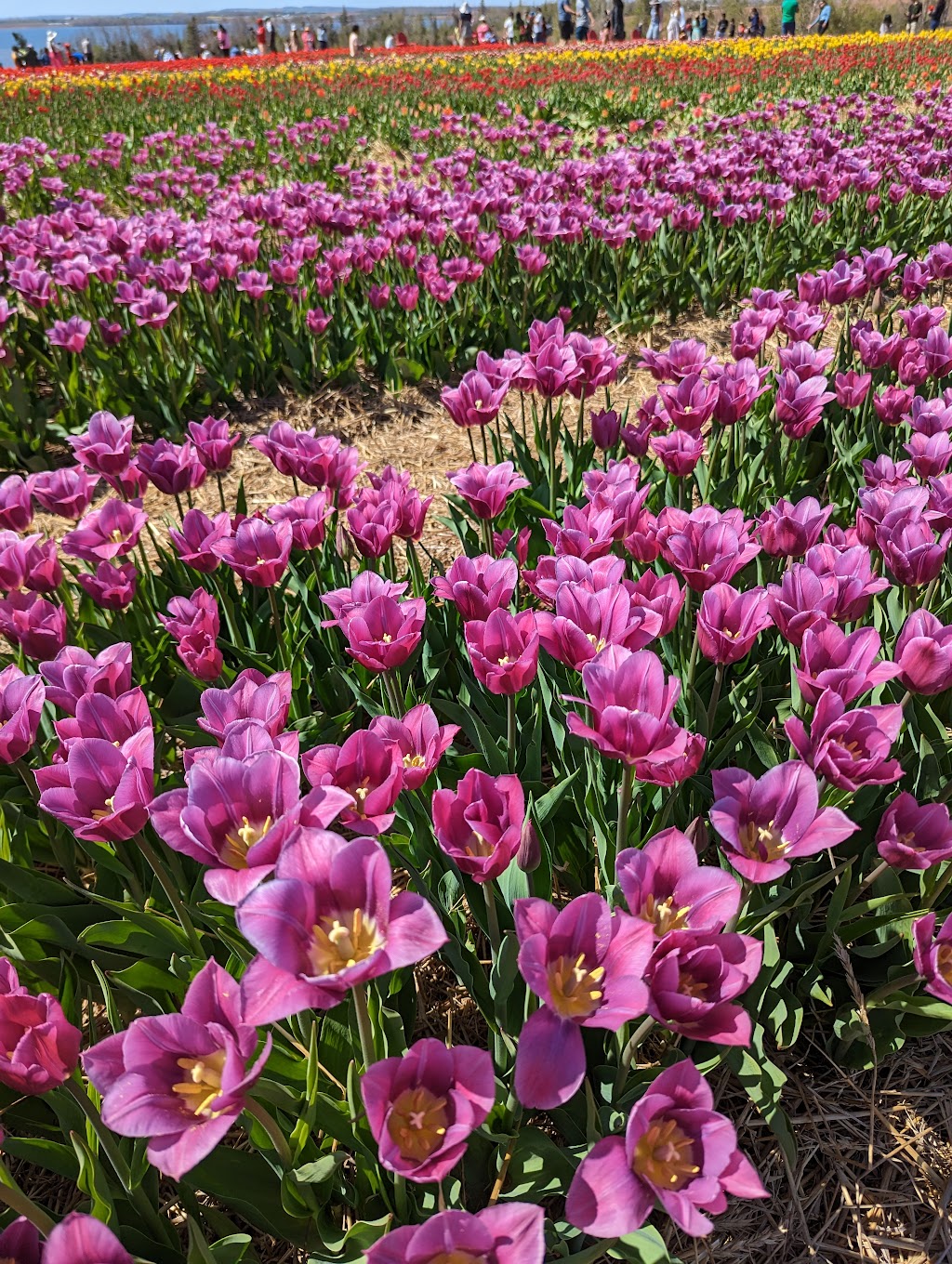 Belfast Tulips | 5265 Trans-Canada Hwy, Belfast, PE C0A 1A0, Canada | Phone: (902) 393-0792