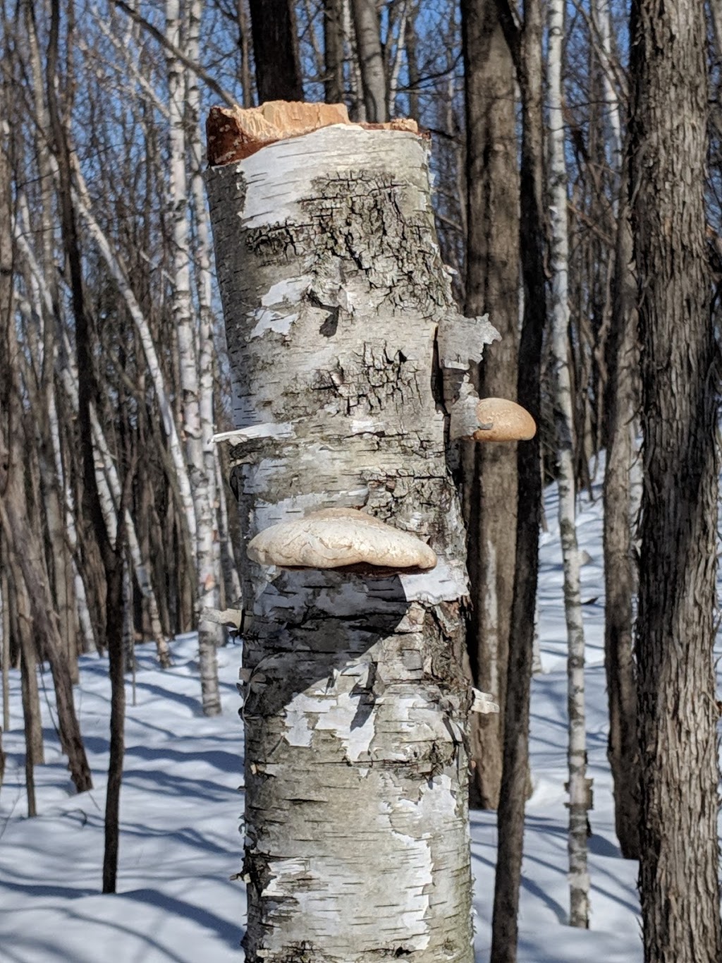 Parc régional StBernard 219 Rang SaintAndré, SaintBernardde