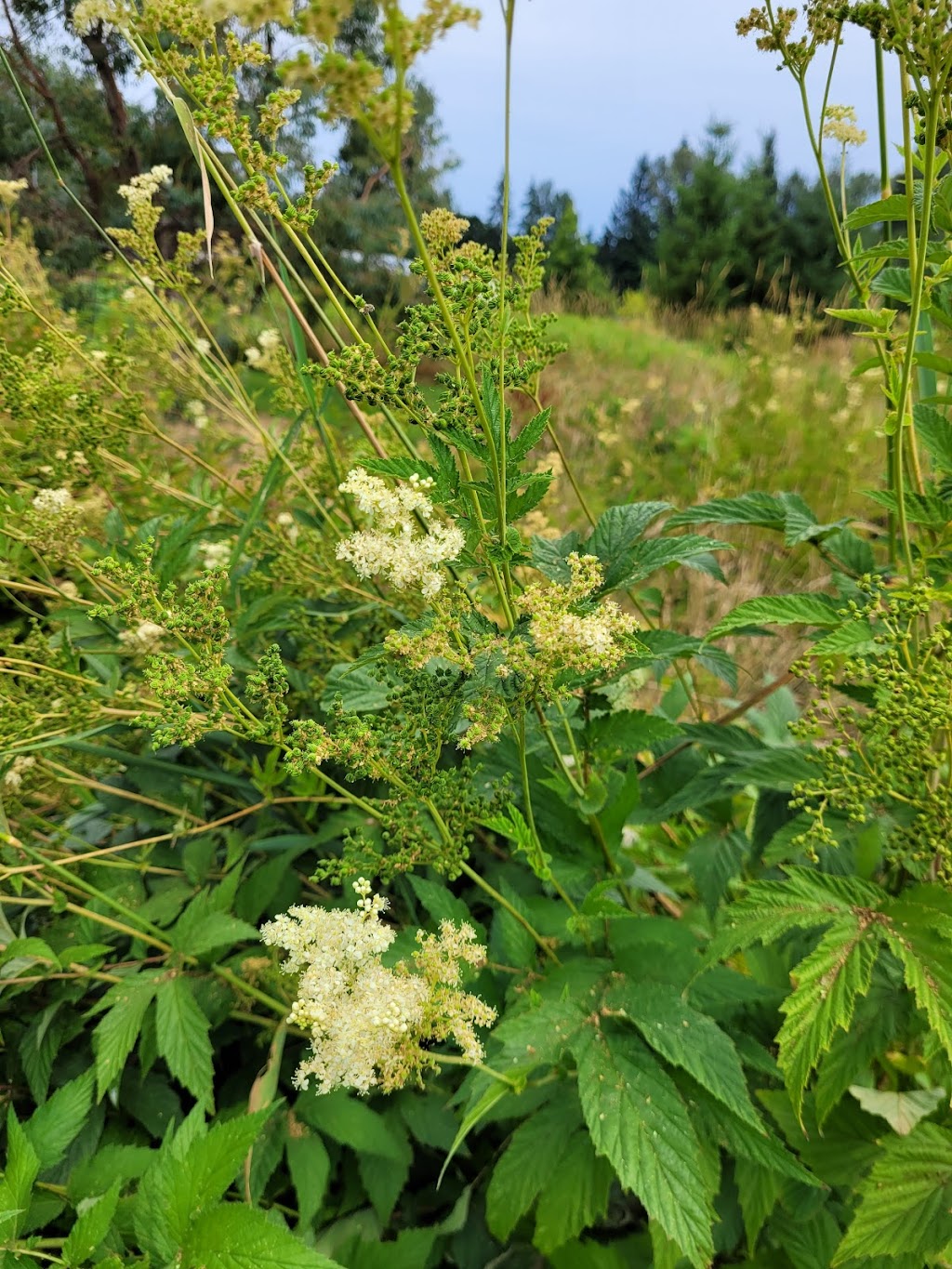 Innisfree Farm & Botanic Garden | 3636 Trent Rd, Courtenay, BC V9N 9R4, Canada | Phone: (250) 336-8768