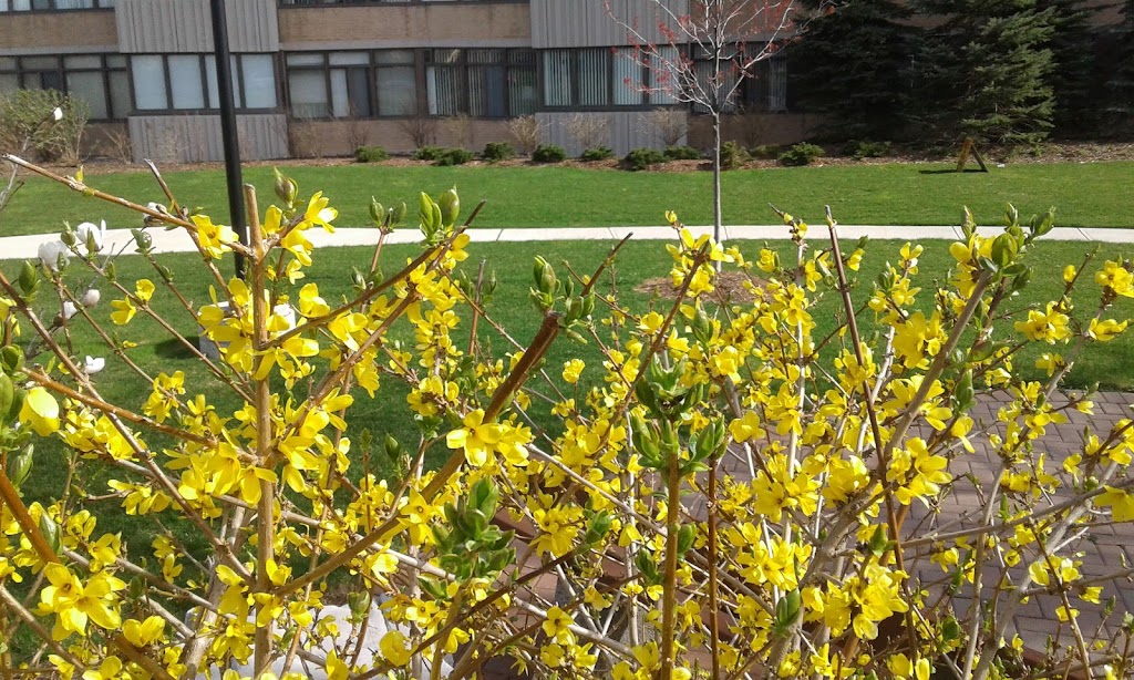 YCC 247 | 1201 Steeles Ave W, North York, ON M2R 3K1, Canada | Phone: (416) 663-6339