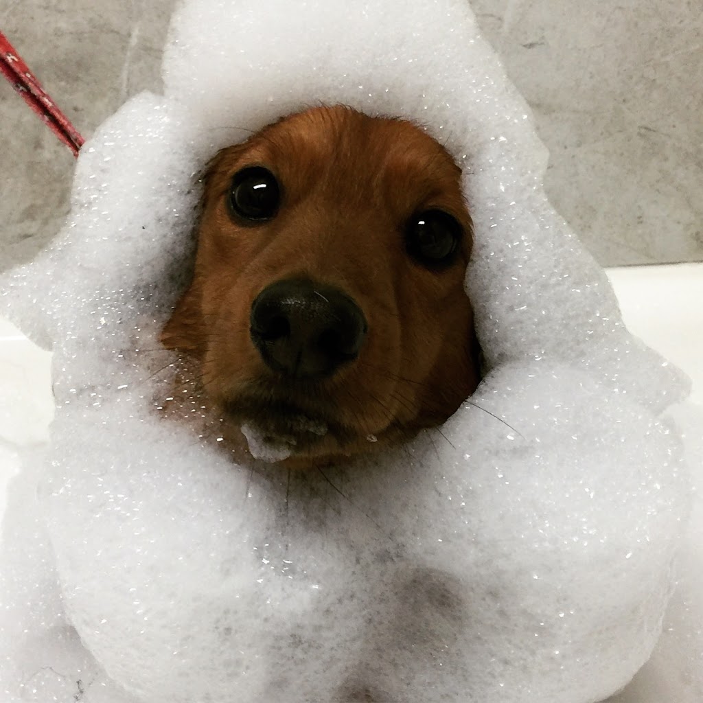 Prettypaws Pet Boutique and Spa | 237 Highland St, Haliburton, ON K0M 1S0, Canada | Phone: (705) 457-0634