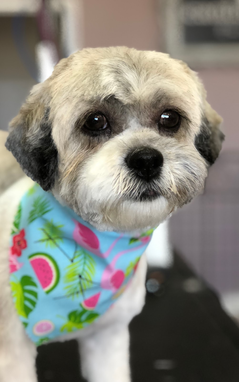 Canine Design | 59053 Gratiot Ave, New Haven, MI 48048, USA | Phone: (586) 453-8531