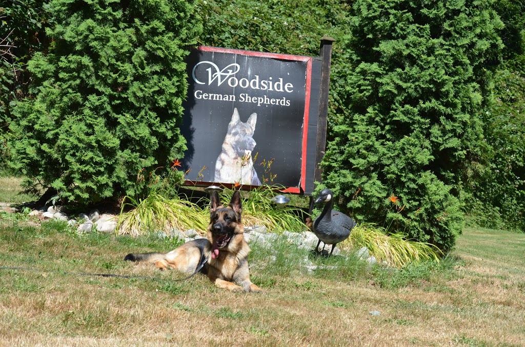Woodside German Shepherds | 1722 252 St, Aldergrove, BC V4W 2E3, Canada | Phone: (604) 607-7888
