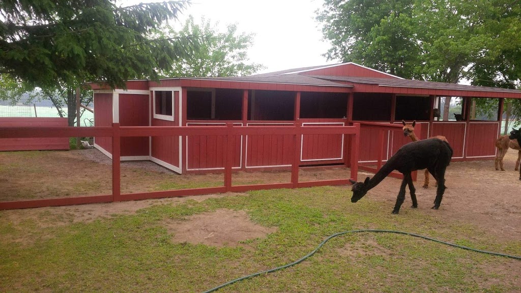 South West Alpacas | 24 King St N, Scotland, ON N0E 1R0, Canada | Phone: (888) 830-8688