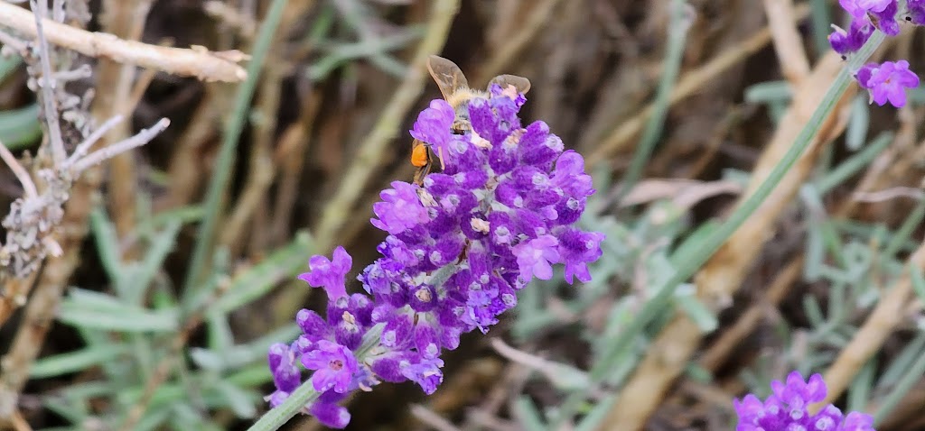 Sparta Lavender Farm | 47589 Sparta Line, Aylmer, ON N5H 2R4, Canada | Phone: (226) 236-5530