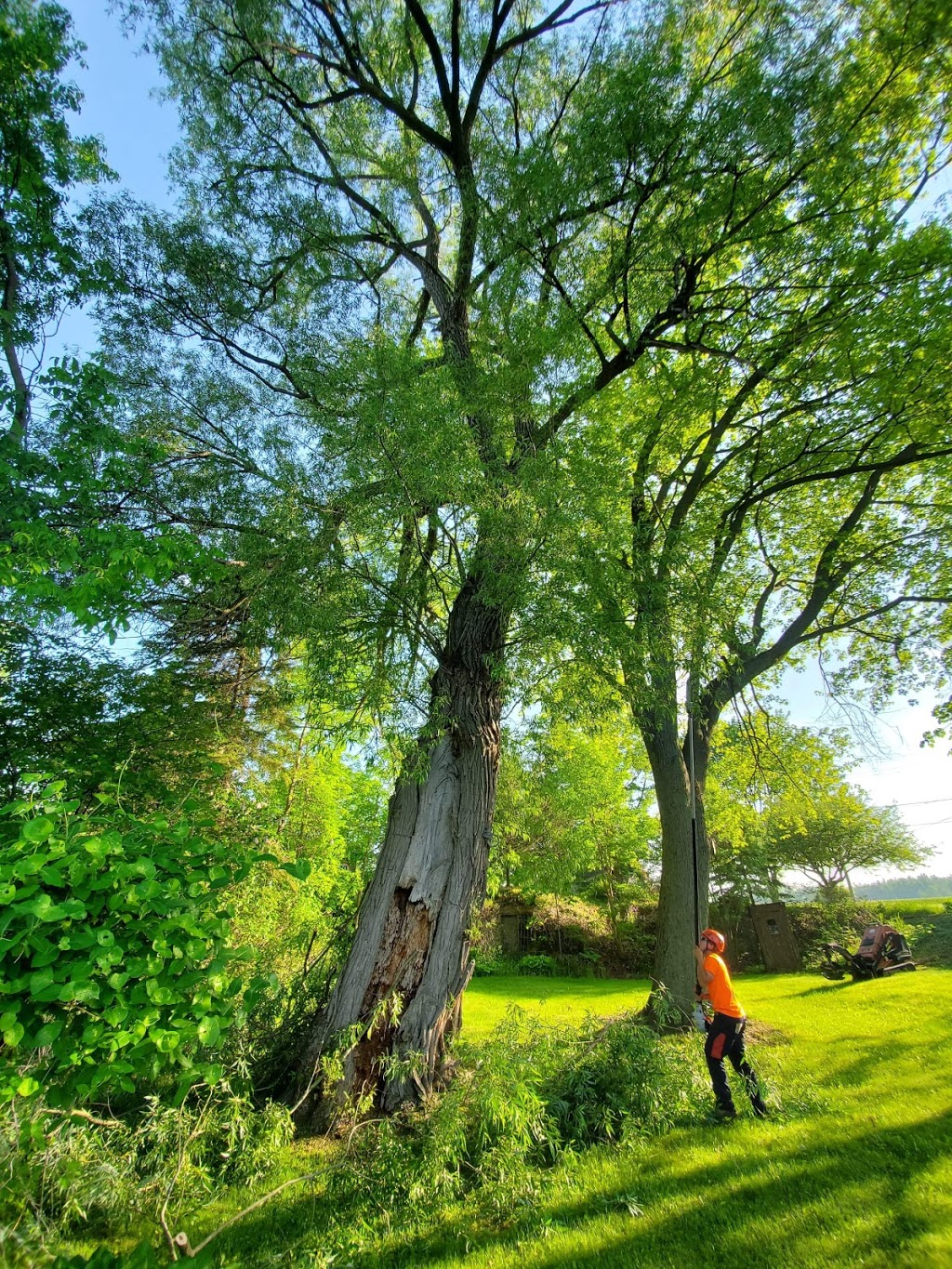 Foley Tree Service | 212 Sagers Corners Rd, Stirling, ON K0K 3E0, Canada | Phone: (613) 902-7464