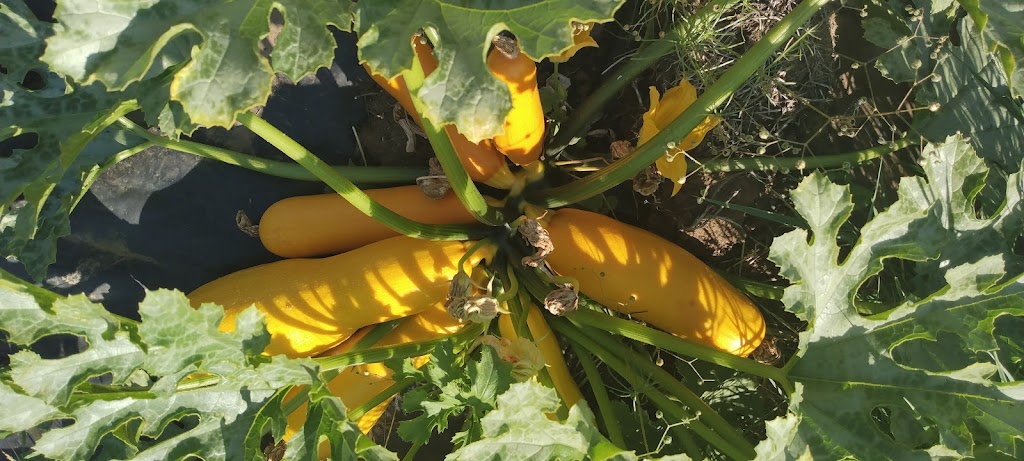 Lens organic squash | Kirby Rd, Courtenay, BC V9J 1T3, Canada | Phone: (778) 585-9826