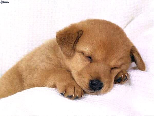 No.1 Dog Walking & Pet Sitting Services | 12 Conifer Crescent, London, ON N6K 2V2, Canada | Phone: (519) 495-2646