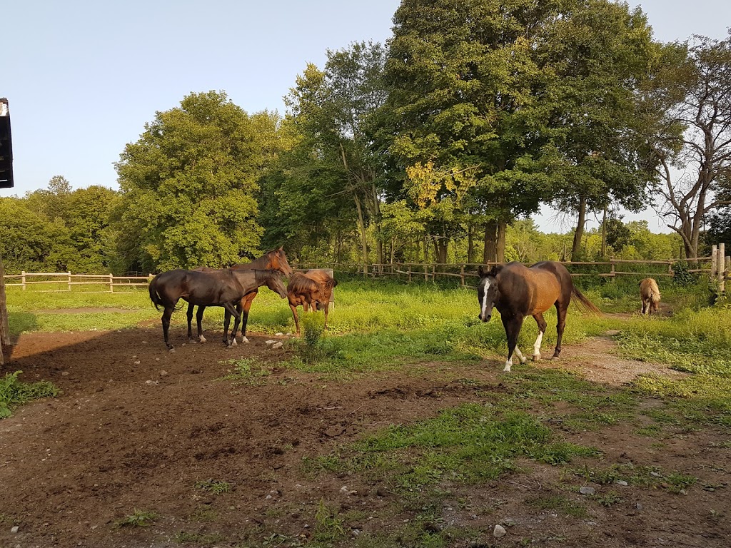 Happy Traills Farm | 228 Hall Settlement Rd, Plainfield, ON K0K 2V0, Canada | Phone: (613) 685-0247