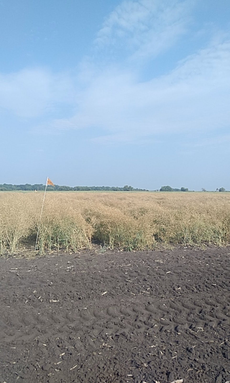 DL Seeds | Provincial Rd 330, Manitoba R0G 1N0, Canada | Phone: (204) 331-3611