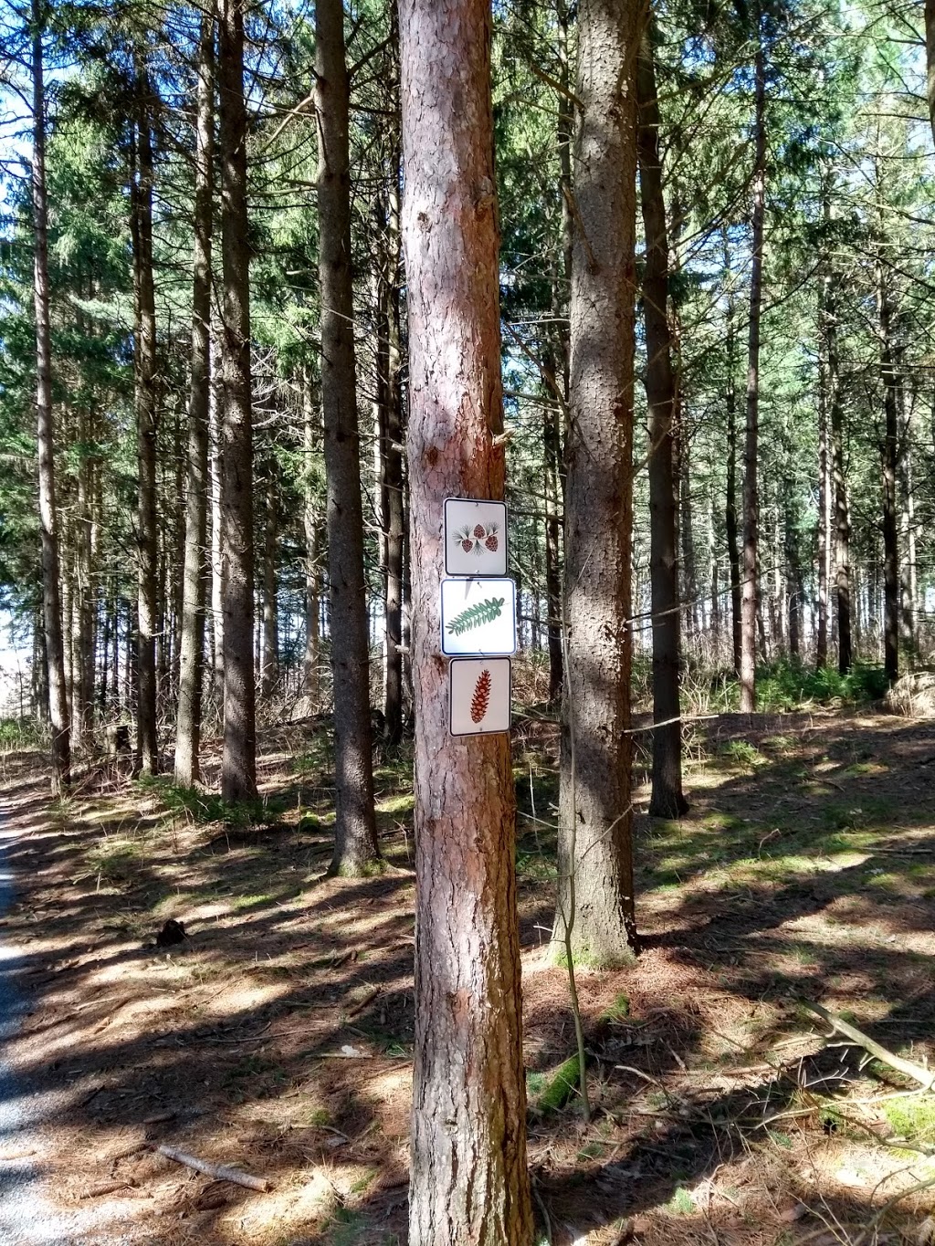 Carstairs Tract, Northumberland County Forest | 1270-1296 Bowmanton Rd, Roseneath, ON K0K 2X0, Canada | Phone: (905) 372-3329 ext. 2303