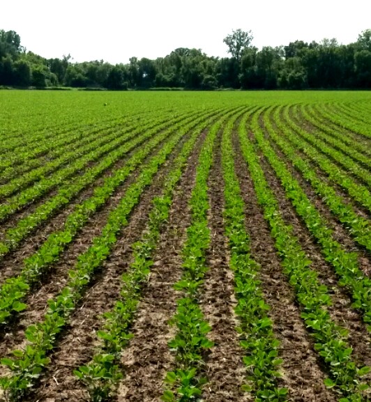 Blaindale Farms Ltd | 1289 Brant County Hwy 54, Caledonia, ON N3W 2G9, Canada | Phone: (905) 765-6583