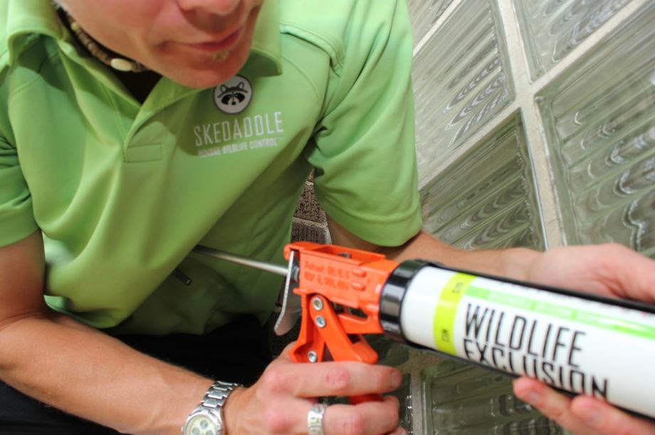 Skedaddle Humane Wildlife Control | 4007 Bush Crescent, Beamsville, ON L0R 1B9, Canada | Phone: (877) 222-9453