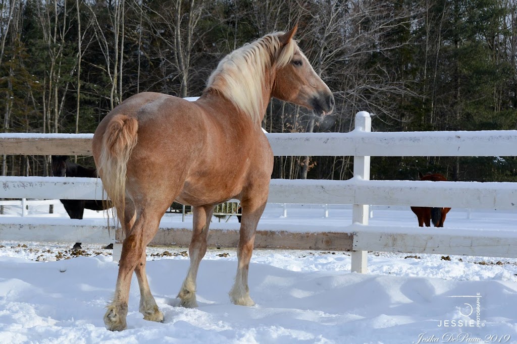 Tenir Promesse | 379 Rang St Elzéar, Saint-Tite-des-Caps, QC G0A 4J0, Canada | Phone: (418) 564-2172