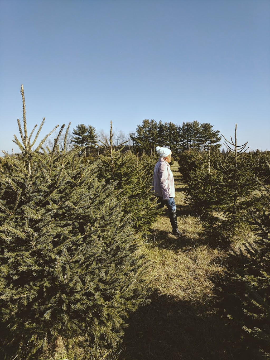 Pedde Tree Farm | 2182 Manning Dr, London, ON N6N 1K2, Canada | Phone: (519) 644-1168