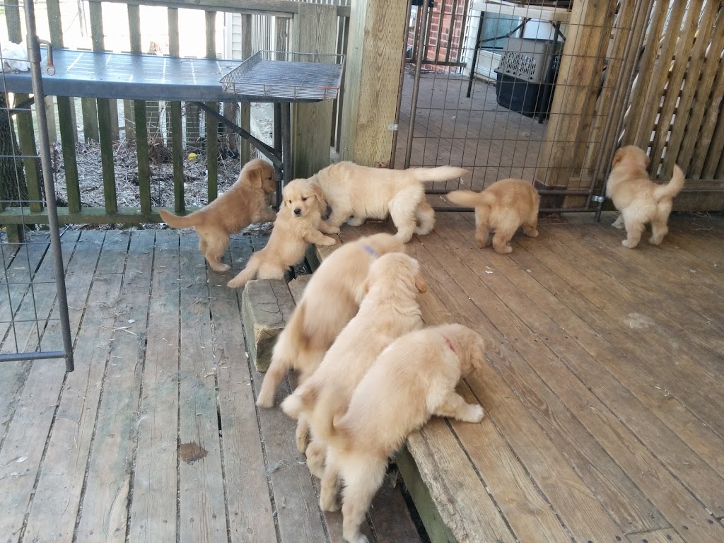 Ambercroft Kennels | 1698 Concession Rd 3, Palgrave, ON L0N 1P0, Canada | Phone: (519) 941-1047