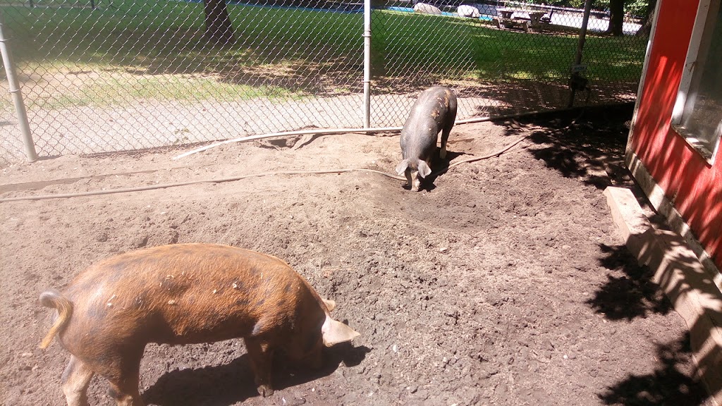 Queens Park petting farm | Unnamed Road, New Westminster, BC V3L, Canada, Canada | Phone: (604) 777-5111
