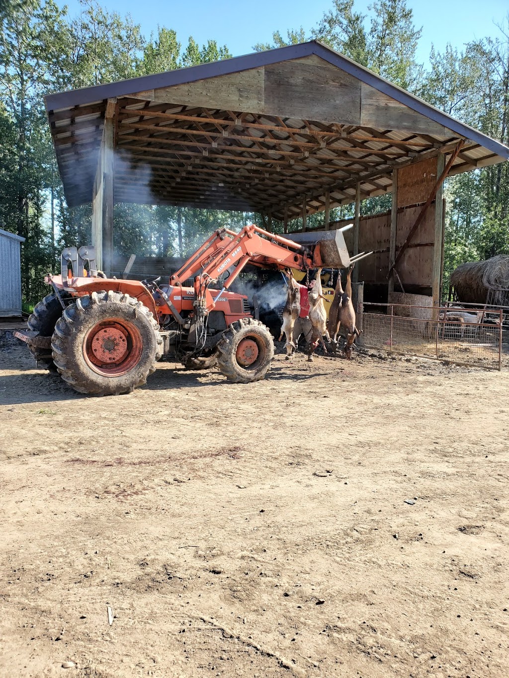 Animal Farm | Sturgeon County, AB T0E 1V0, Canada | Phone: (780) 729-5180