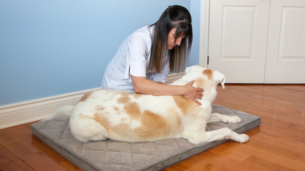 Vet Des Bois | 553 Chem. du Bois, Laval, QC H7Y 1H6, Canada | Phone: (514) 248-7187