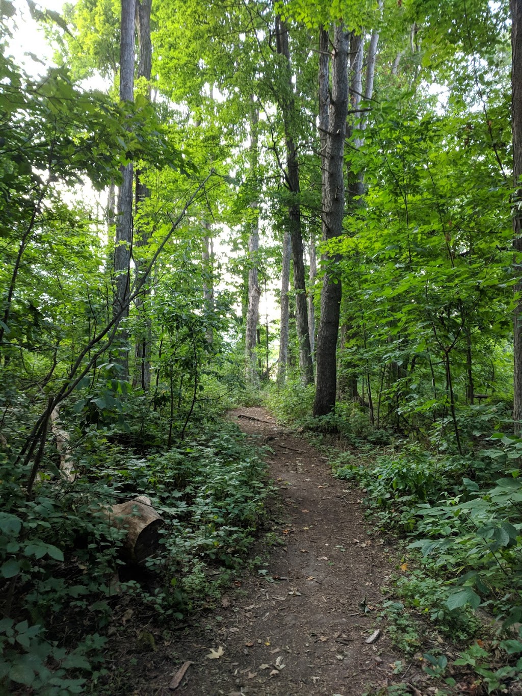 Bomberger Woodlot | 500 University Ave, Waterloo, ON N2K 3J9, Canada | Phone: (519) 886-1550