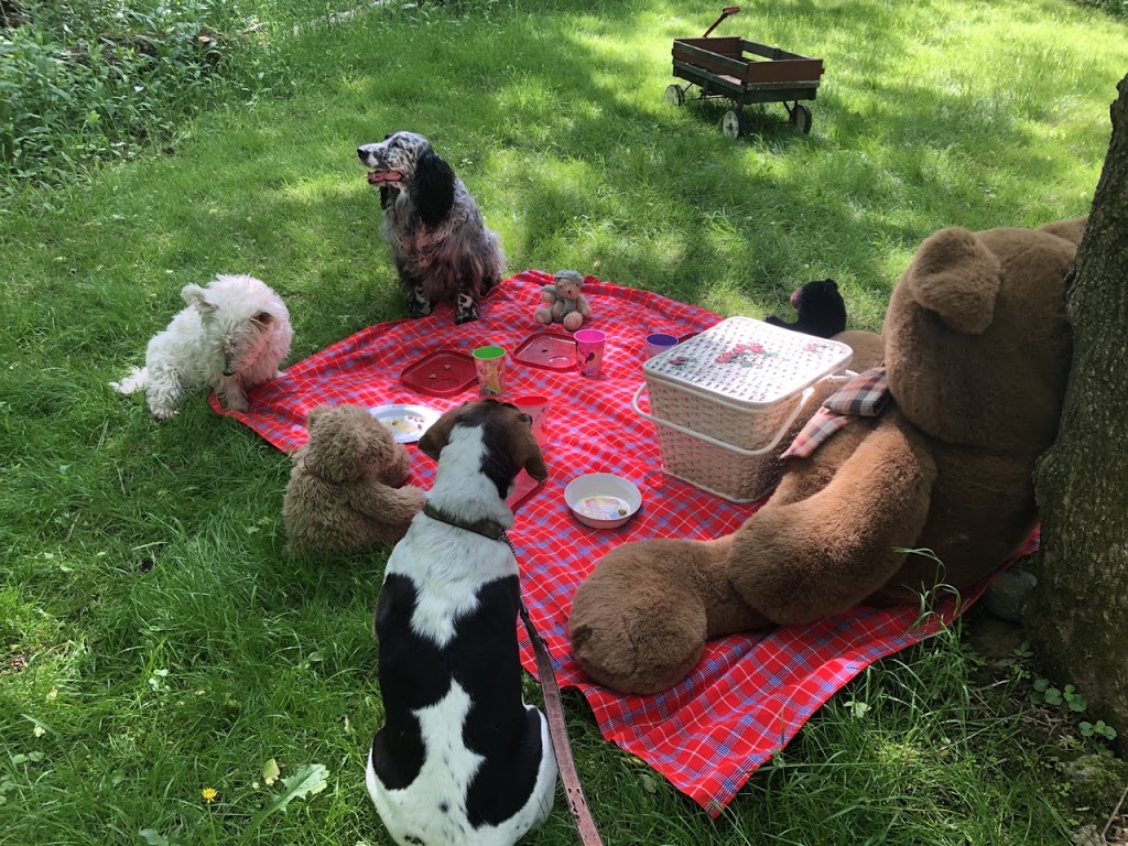 Oshawa Dog Club | 3015 Ritson Rd N, Oshawa, ON L1H 0P7, Canada | Phone: (289) 645-4040