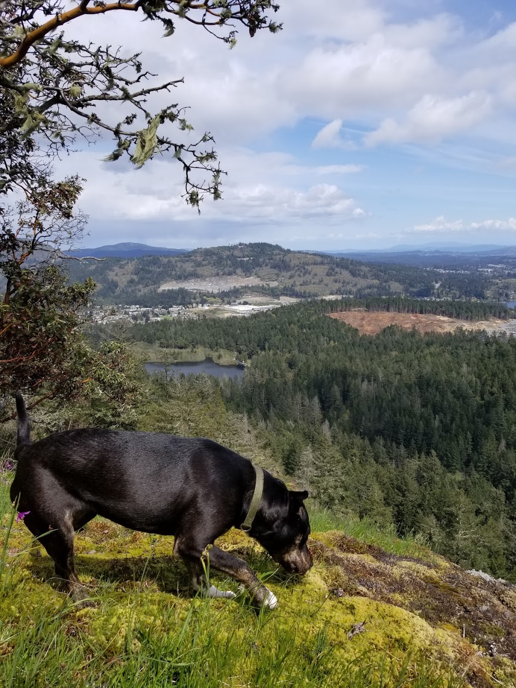 Mt. McDonald Trailhead | Humpback Rd, Victoria, BC V9B, Canada