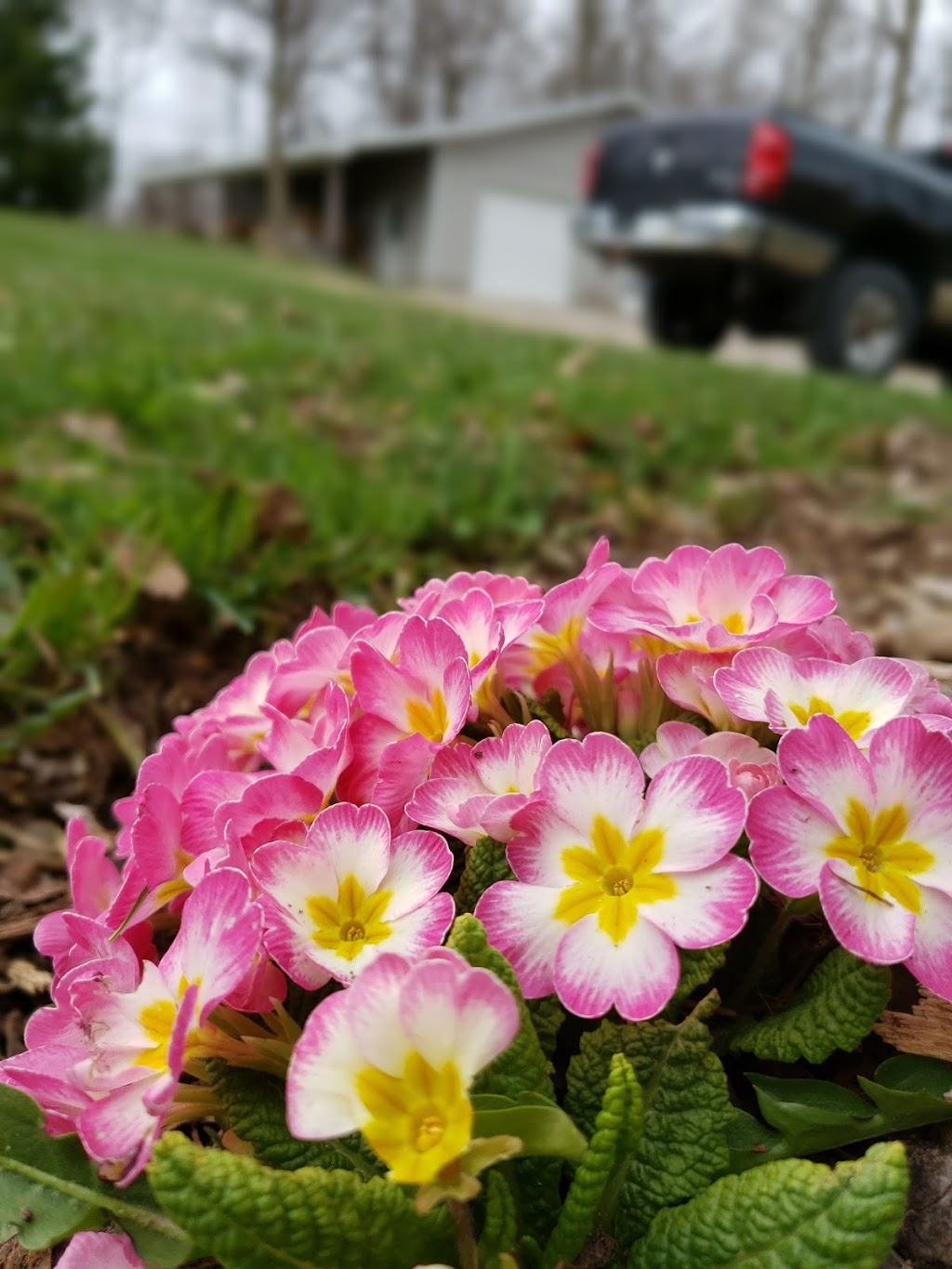 Proscape Horticultural Svc Ltd | 3244 Carriage Rd, Delaware, ON N0L 1E0, Canada | Phone: (519) 652-6335